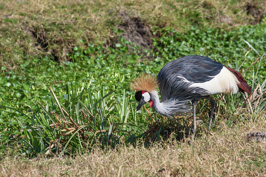 Grey Crowned Crane Nibbling  Photograph by Sally Weigand