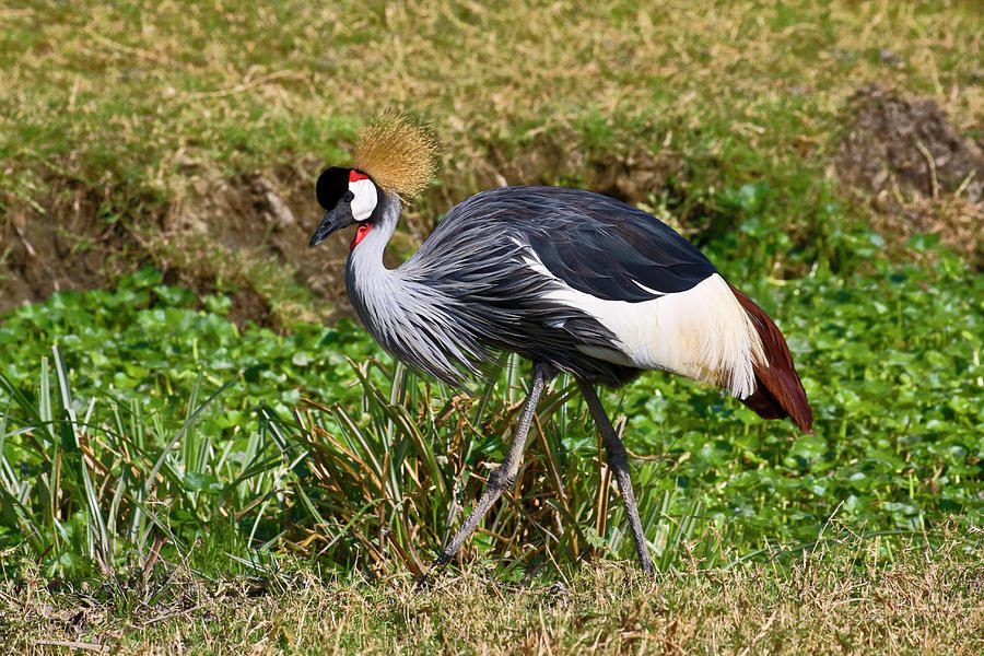 Grey Crowned Crane Walking Photograph by Sally Weigand