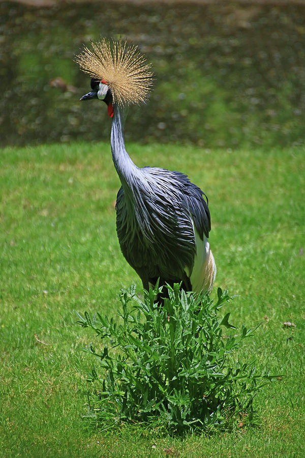 East African Grey Crowned Stork # 2 Photograph by Allen Beatty