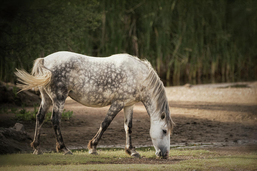 Horse Photograph - Grey Dappled Stallion  by Saija Lehtonen