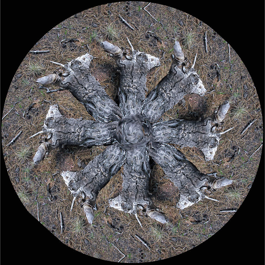 Grey Driftwood Log Unicorn Mandala Digital Art by Julia L Wright