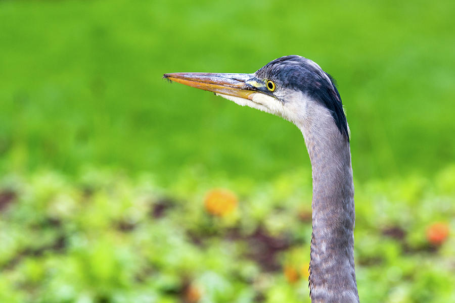 Grey Egret Photograph by Javier Flores - Pixels