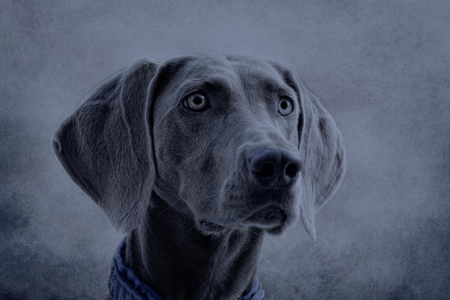 Dog Photograph - grey Emma by Claudia Moeckel