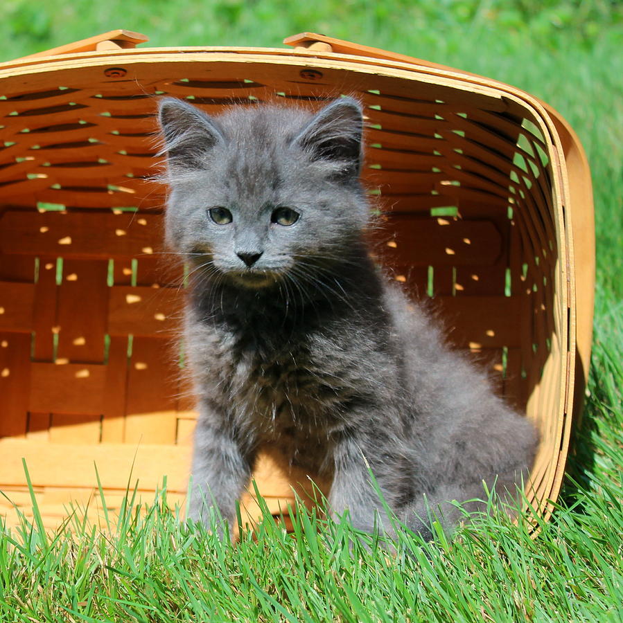 Grey Fluffy Kitten