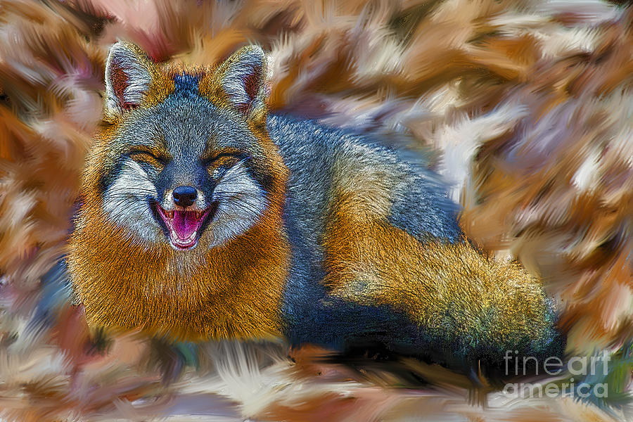 Grey fox smiling artistic Photograph by Dan Friend