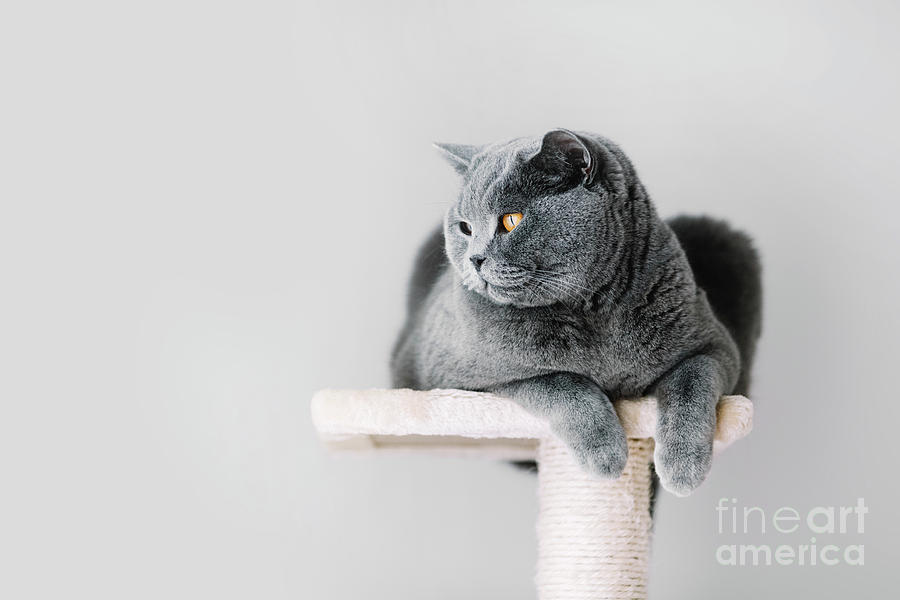 Grey furry cat laying on the top of the scratcher Photograph by Michal Bednarek