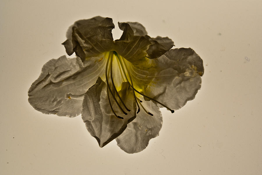 Flowers Still Life Photograph - Grey Ghost by Douglas Barnett