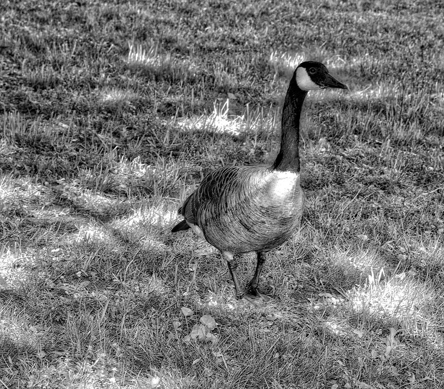 Grey Goose Photograph by Ronald Watkins - Pixels