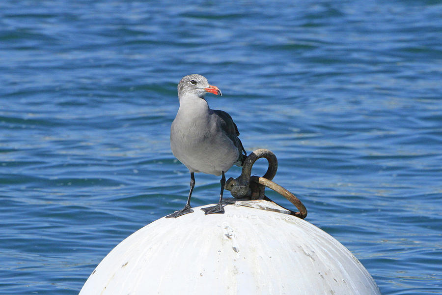 Grey Gull Photograph by Shoal Hollingsworth