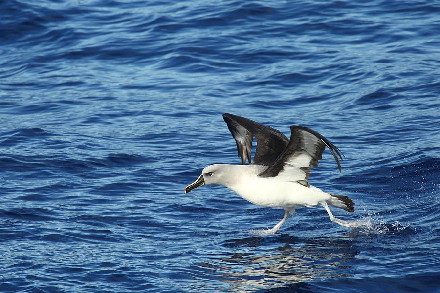 Grey-headed Albatross Photograph by Bruce J Robinson