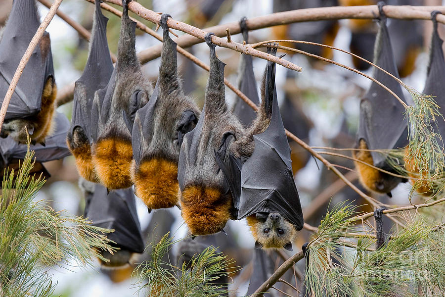 Grey-headed Flying Foxes Photograph by B. G. Thomson