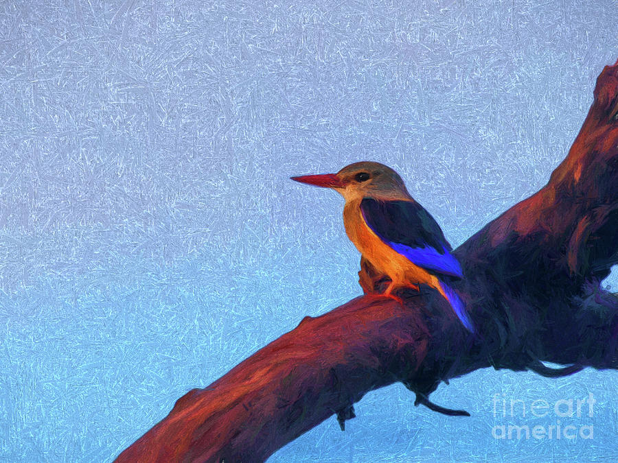 Grey-headed Kingfisher Digital Art by Liz Leyden