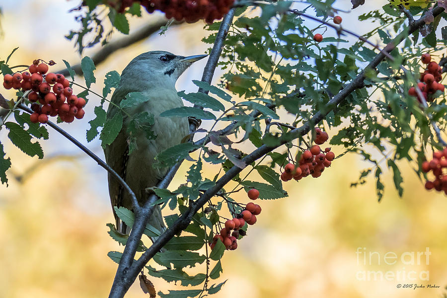 Grey headed woodpecker female Photograph by Jivko Nakev
