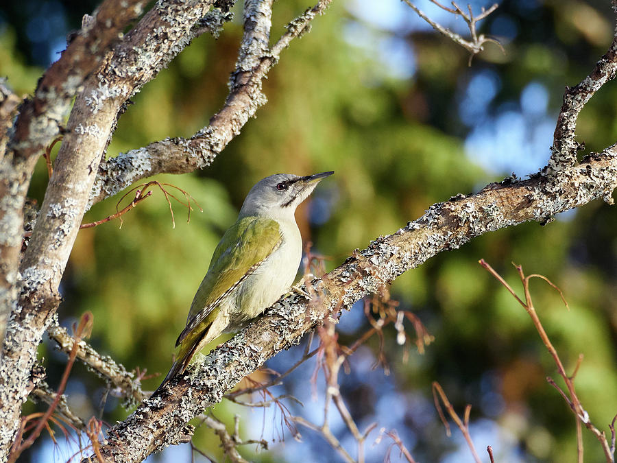 Grey-headed Woodpecker Photograph