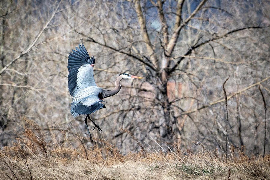 Grey Heron #2 Photograph by Catherine Lau