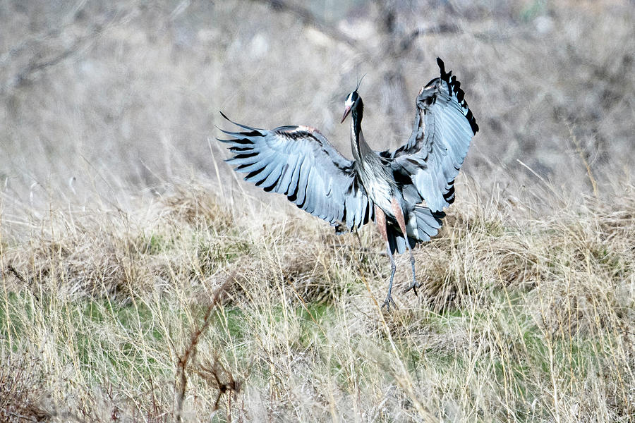 Grey Heron #3 Photograph by Catherine Lau