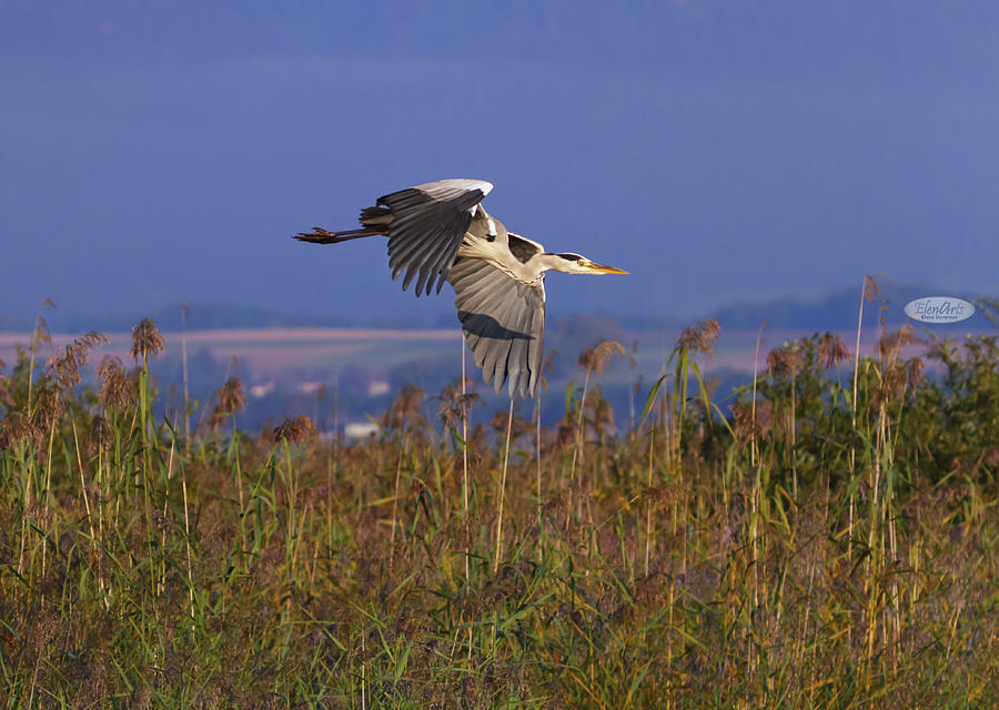 Grey heron, ardea cinerea, flying upon reeds, Neuchatel, Switzer Photograph by Elenarts - Elena Duvernay photo