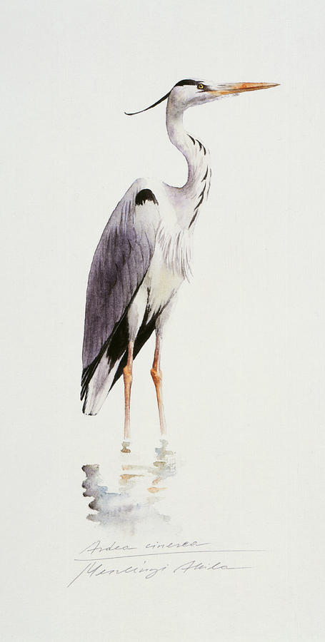 Grey heron Painting by Attila Meszlenyi