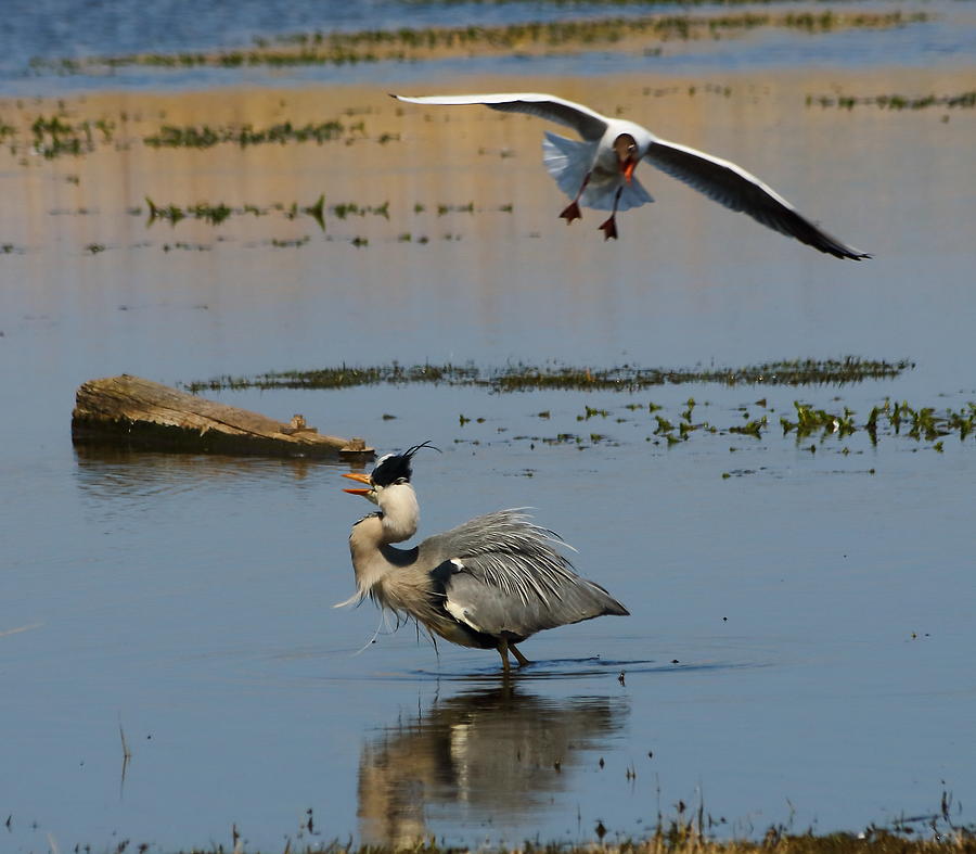 Grey Heron being Mobbed Photograph by Jeff Townsend