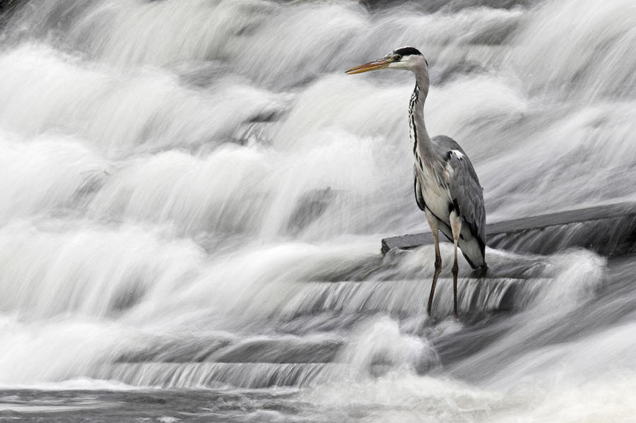 Waterfall Photograph - Grey Heron fishing in Annacotty waterfall Ireland  by Pierre Leclerc Photography