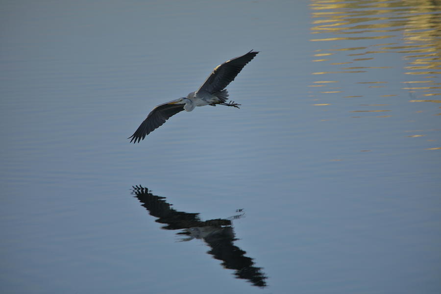Grey Heron Photograph by Hyuntae Kim
