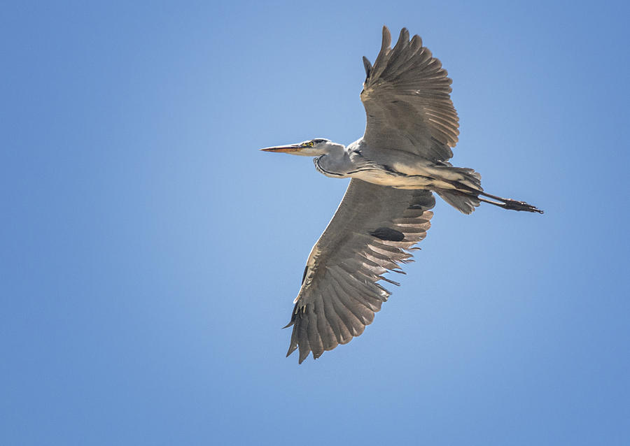 Heron Photograph - Grey Heron in Flight Blou Reier by Ronel BRODERICK