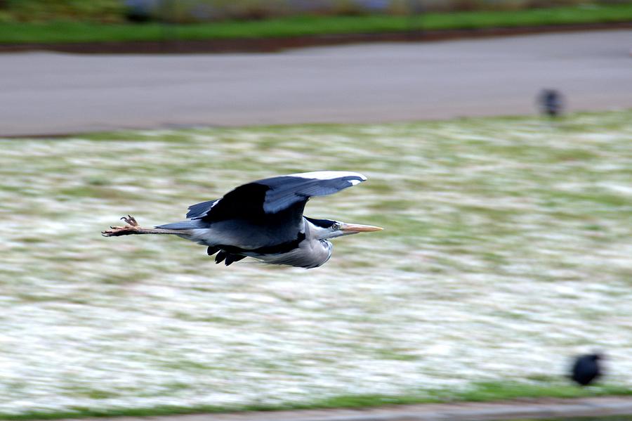 Grey Heron in Flight Photograph by Chris Day