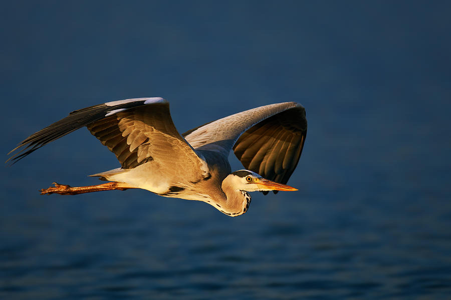 Grey heron in flight Photograph by Johan Swanepoel