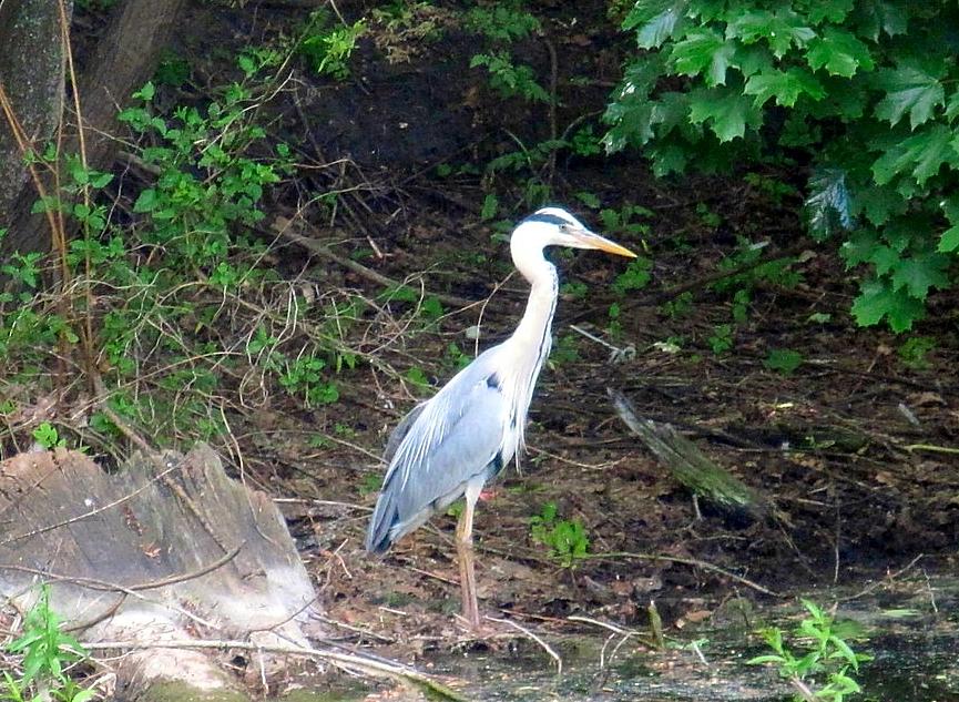 Grey Heron in the Park Photograph by Betty Buller Whitehead