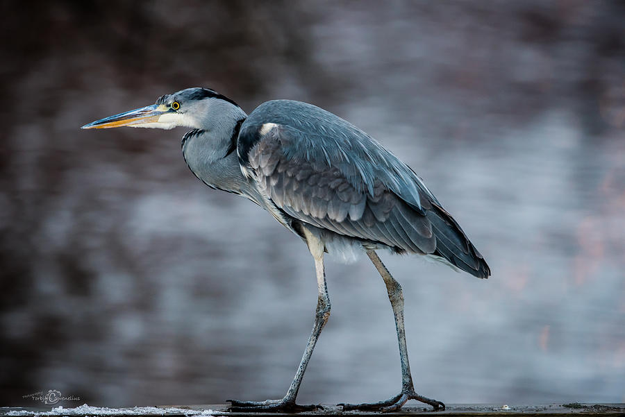 Grey Heron Profile Photograph by Torbjorn Swenelius