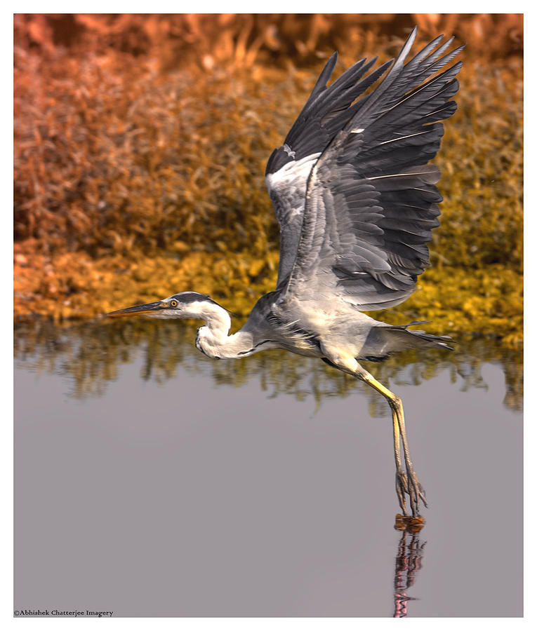 Grey Heron Taking Off Photograph By Abhishek Chatterjee - Fine Art America