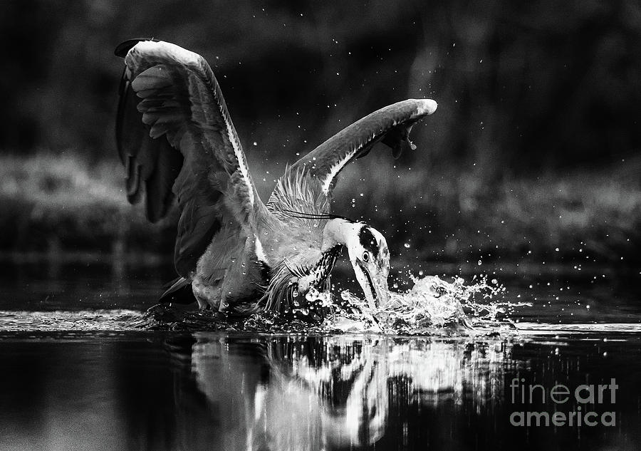 Grey Heron Trout Fishing Photograph