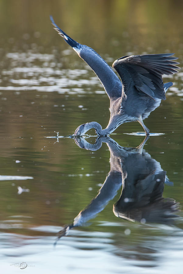 Grey Herons Fishing in Action Photograph by Torbjorn Swenelius
