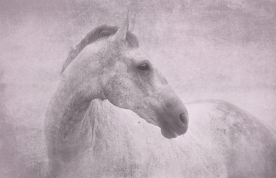 Grey Horse - Pink Blush Texture Photograph by Michelle Wrighton