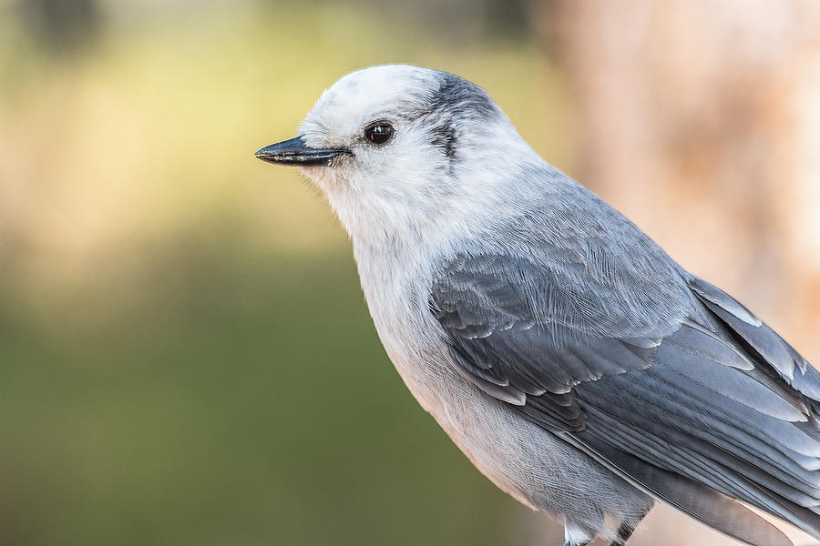 Grey Jay Portrait In Fall Photograph by Yeates Photography - Fine Art ...