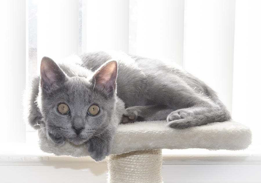 Grey Kitten #2 Photograph by Rick Mosher