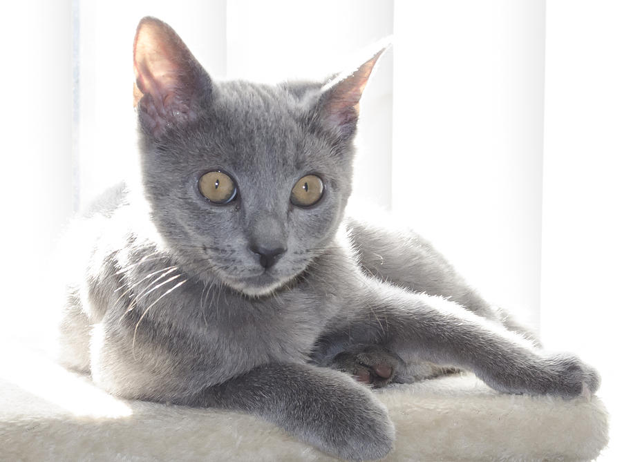 Cat Photograph - Grey Kitten #3 by Rick Mosher