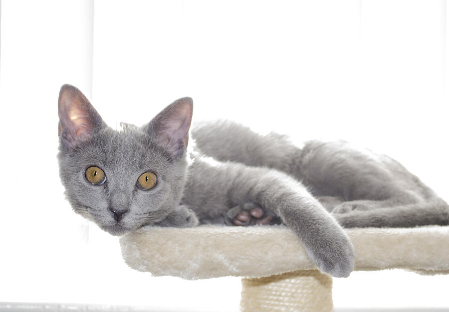 Cat Photograph - Grey Kitten by Rick Mosher