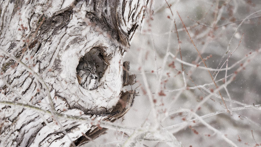 Grey Morph Eastern Screech Owl as an Oil Painting Photograph by Tracy Winter