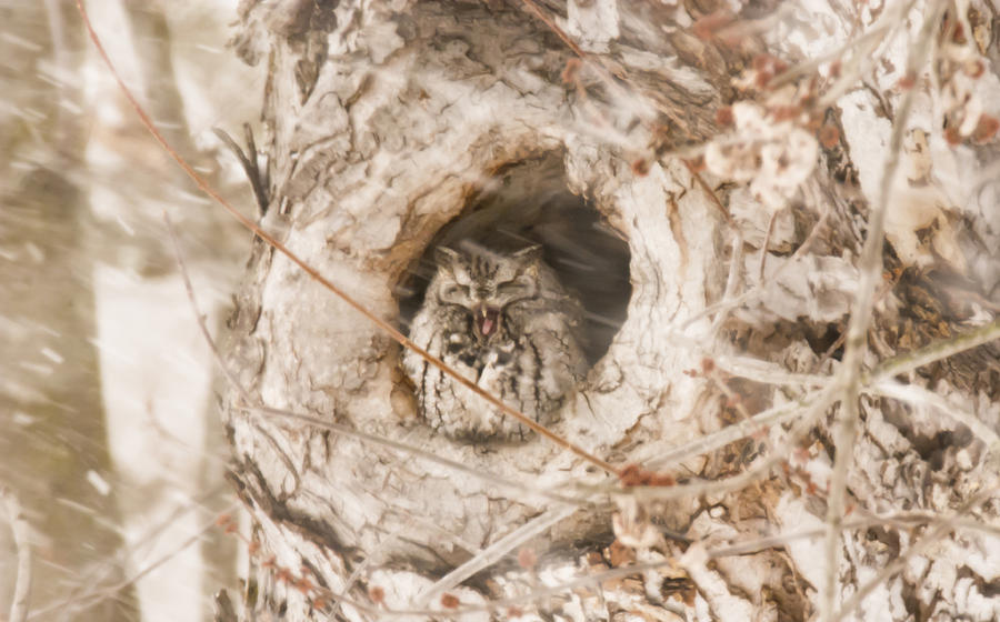Grey Morph Eastern Screech Owl  Yawning Photograph by Tracy Winter