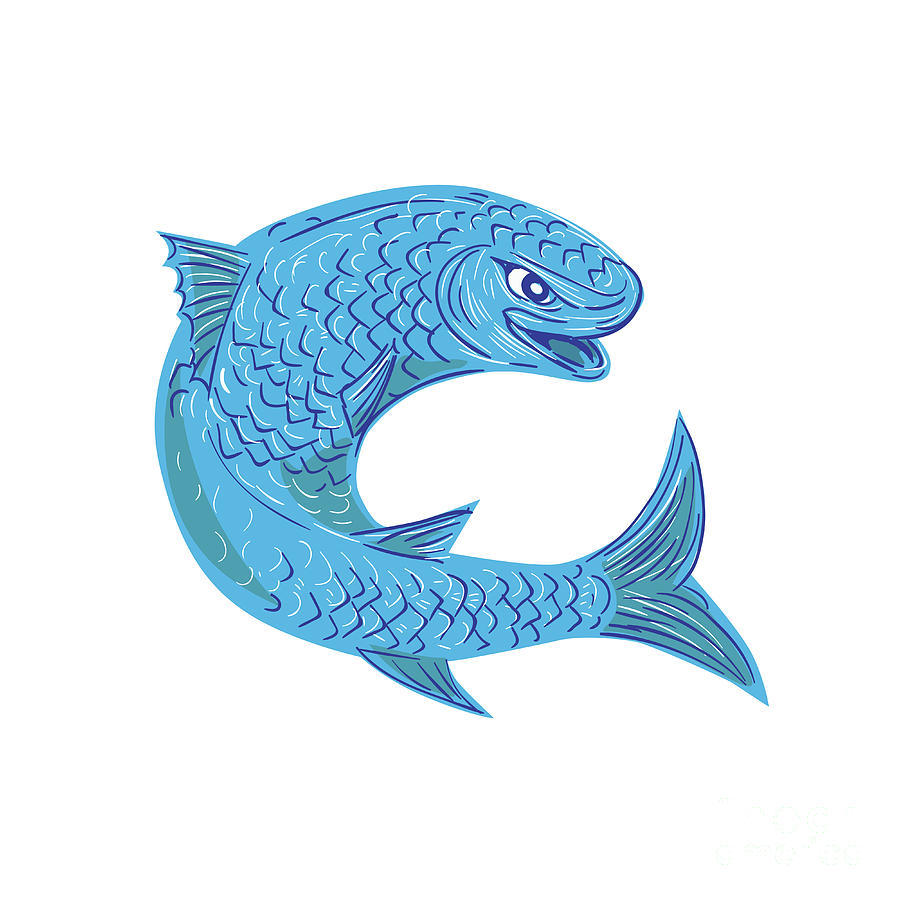 Grey Mullet Jumping Drawing Digital Art by Aloysius Patrimonio | Fine ...