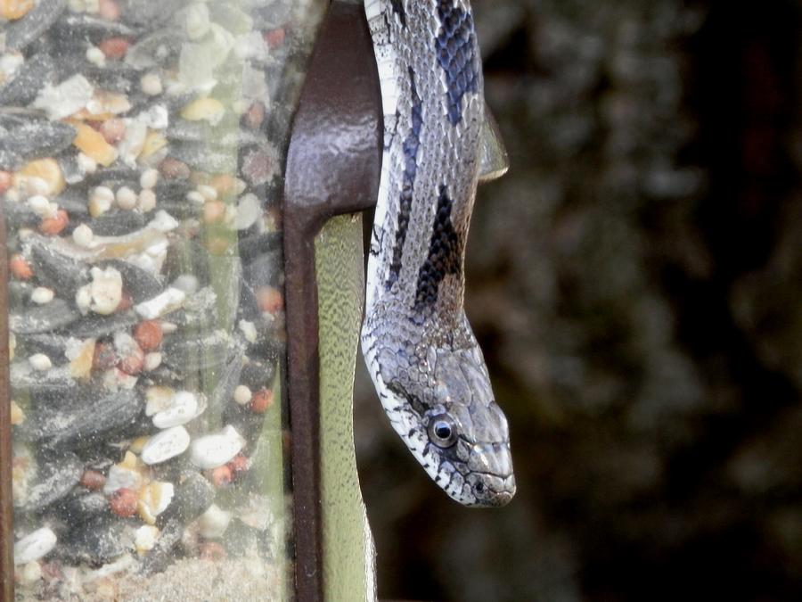 Grey Oak Snake Snacking Photograph by Belinda Lee