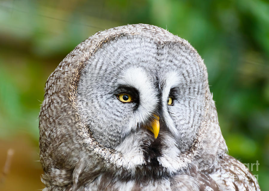 Grey Owl Photograph by Colin Rayner