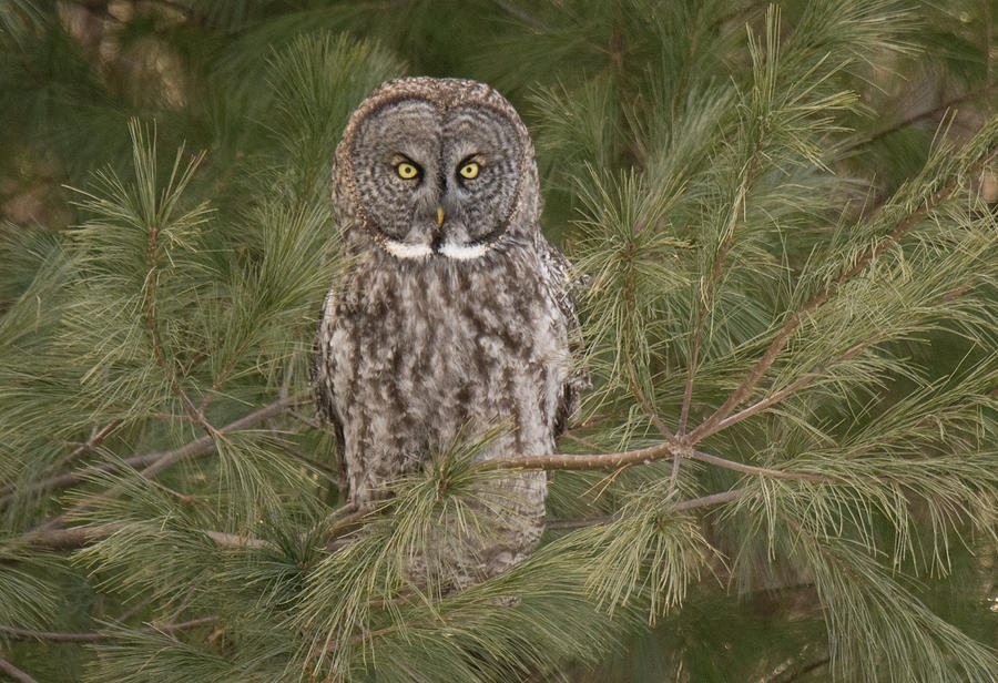 Grey Owl Photograph