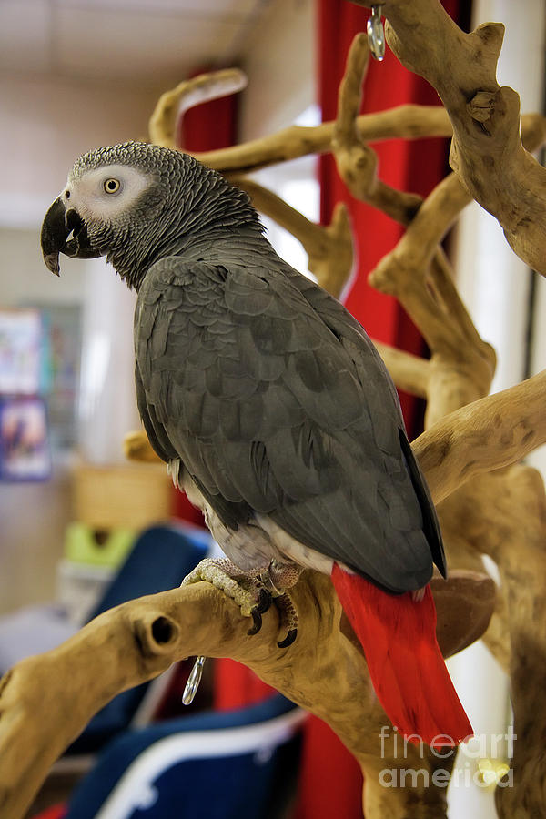 Grey Parrot Photograph by Jill Lang