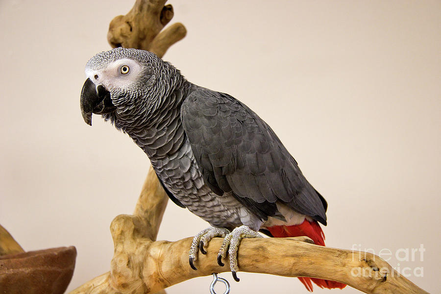 Grey Parrot on a Stand Photograph by Jill Lang