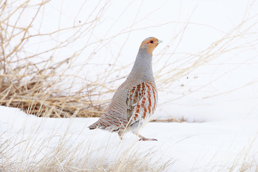 Grey Partridge Photograph by Alyce Taylor