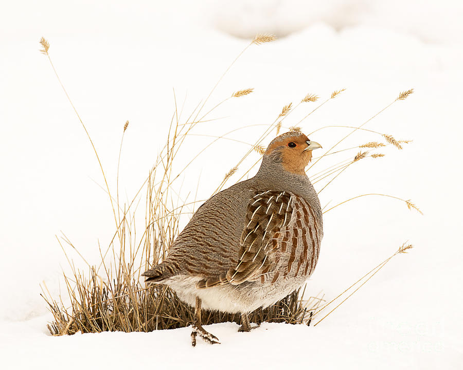 Nature Photograph - Grey Partridge by Dennis Hammer
