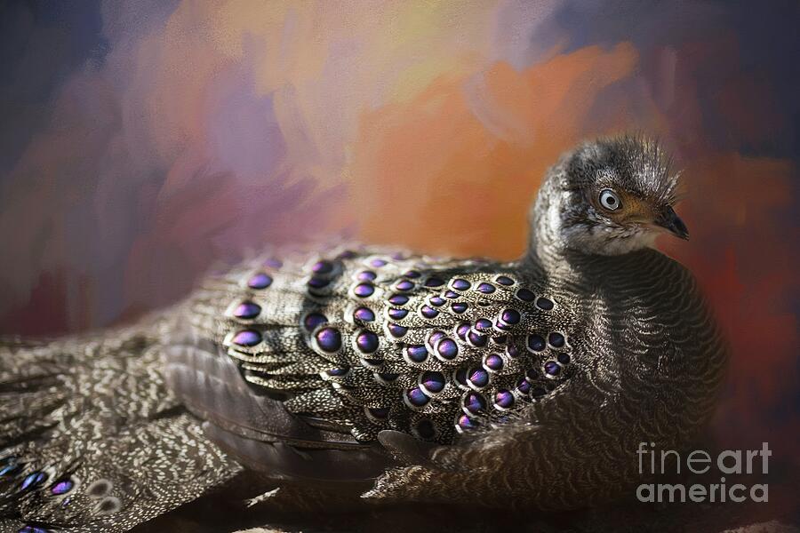 Grey Peacock-Pheasant Mixed Media by Eva Lechner
