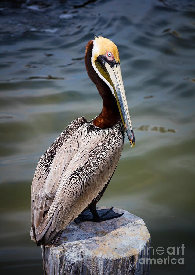 Nature Photograph - Grey Pelican by Inge Johnsson